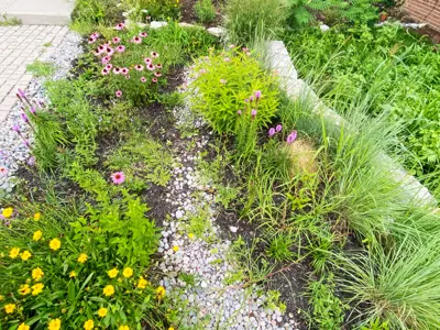 A vibrant rain garden with a variety of colorful flowers and plants along a pebble path.