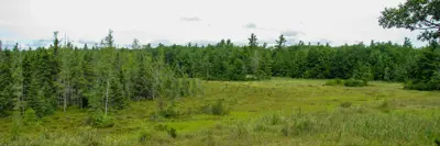 Panoramic view of a lush, green wetland with scattered trees.