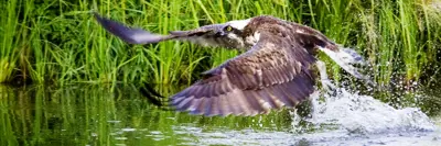 Community Wildlife Monitoring Program Banner